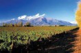 /album/vinedos/images-1-jpg/